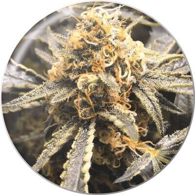 Medical Seeds - Recovery CBD (fem.) 09410