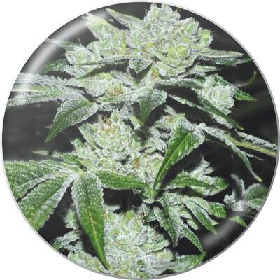 Medical Seeds - Sour Glue (fem.) 06312