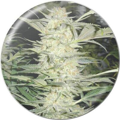 Medical Seeds - White Widow (fem.) 02653