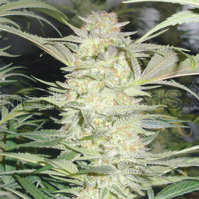 Medical Seeds - White Widow (fem.)