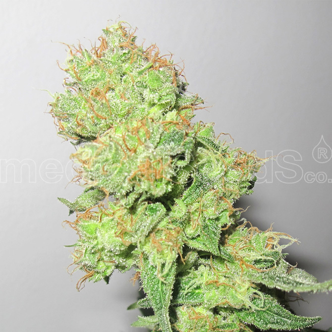 Medical Seeds - Y Griega CBD (fem.)