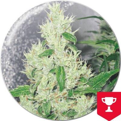 Medical Seeds - Y Griega (fem.) 02646