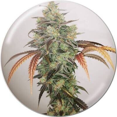 Medical Seeds - Y Griega CBD 2.0 (fem.) 09418