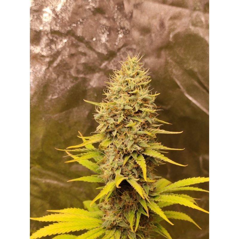 Super Sativa Seed Club - Sour Tangie Dawg (reg.)