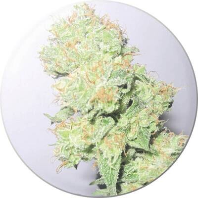 Medical Seeds - Y Griega CBD (fem.) 02655