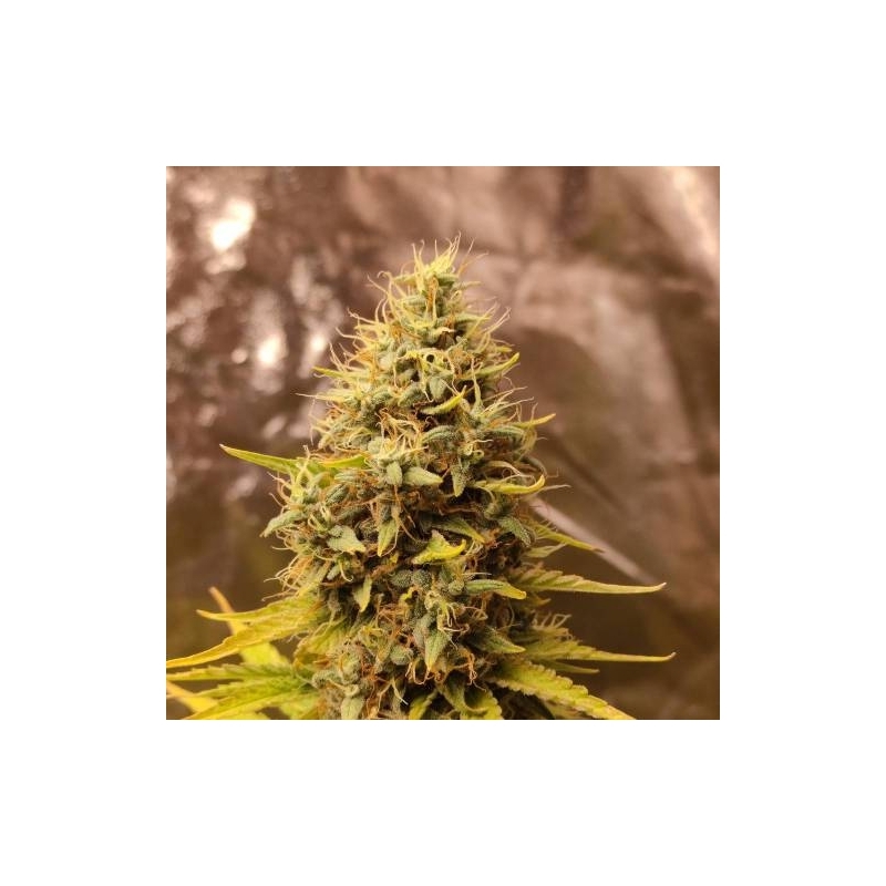 Super Sativa Seed Club - Sour Tangie Dawg (reg.)