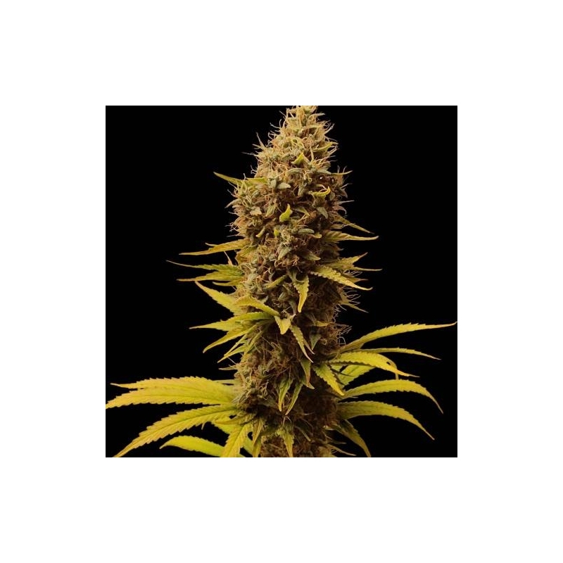Super Sativa Seed Club - Sour Tangie Dawg (reg.)