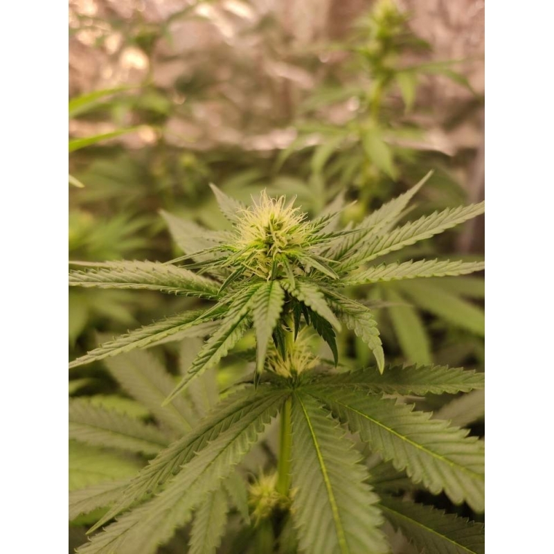 Super Sativa Seed Club - Sour Tangie Dawg (reg.)