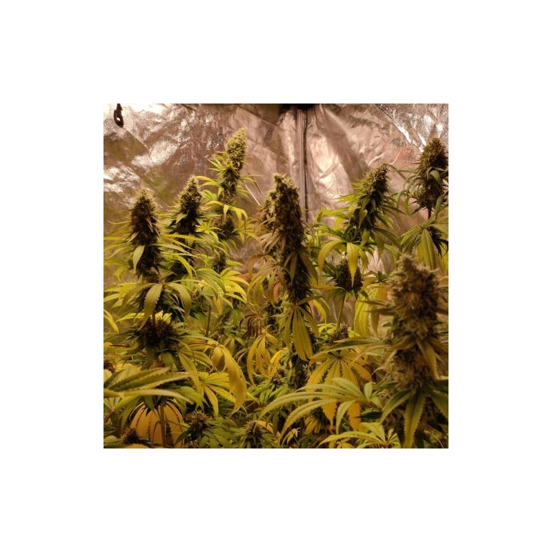 Super Sativa Seed Club - Sour Tangie Dawg (reg.)