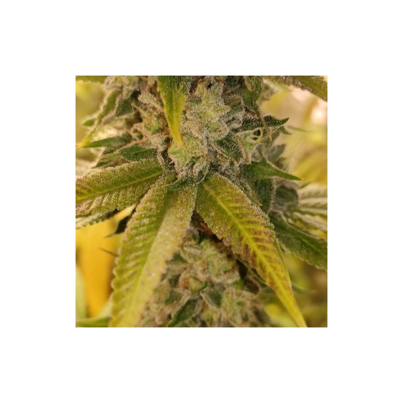 Super Sativa Seed Club - Sour Tangie Dawg (reg.)