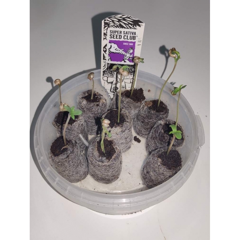 Super Sativa Seed Club - Sour Tangie Dawg (reg.)