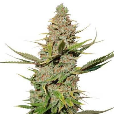 Super Sativa Seed Club - Karel's Cookies (reg.) 09421