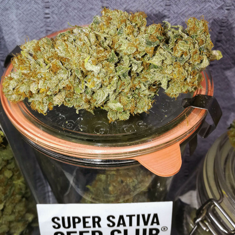 Super Sativa Seed Club - Sour Tangie Dawg (reg.)