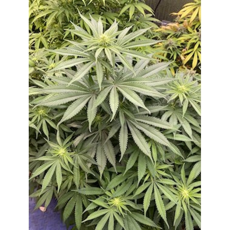 Super Sativa Seed Club - Karel's Cookies (reg.)