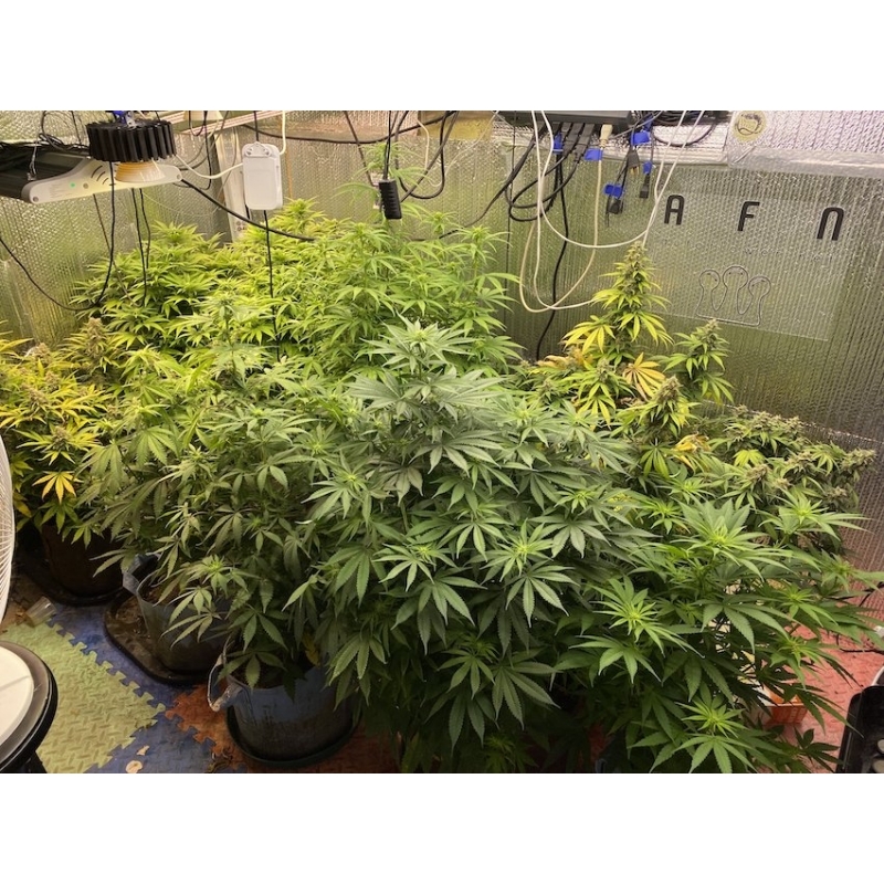 Super Sativa Seed Club - Karel's Cookies (reg.)