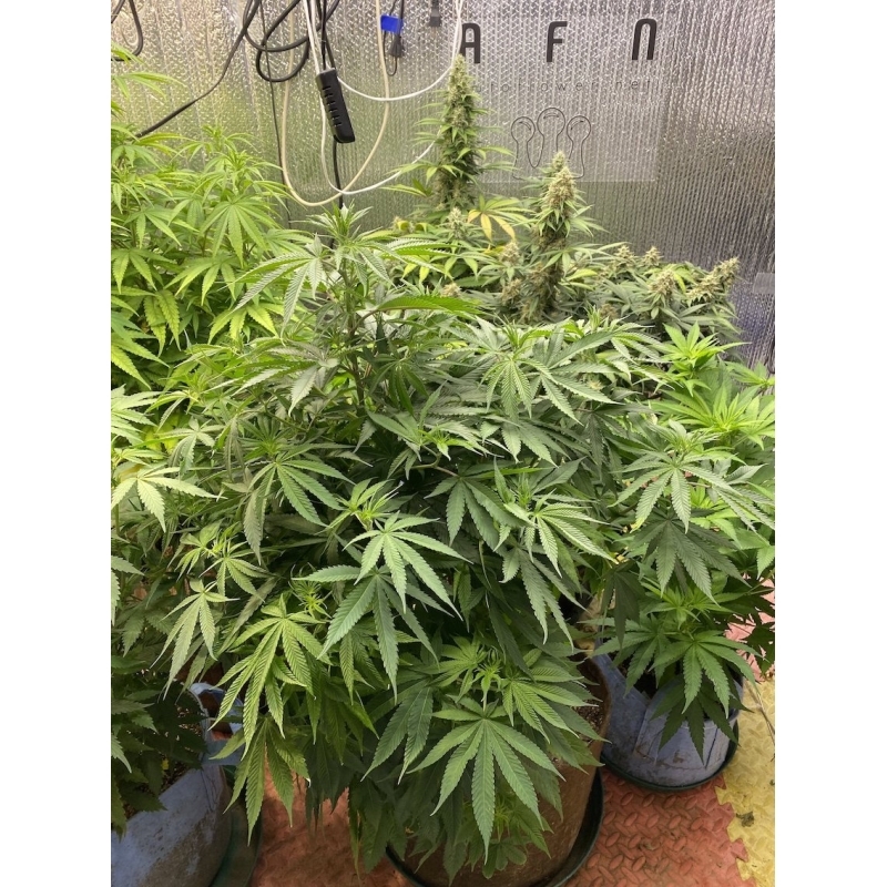 Super Sativa Seed Club - Karel's Cookies (reg.)