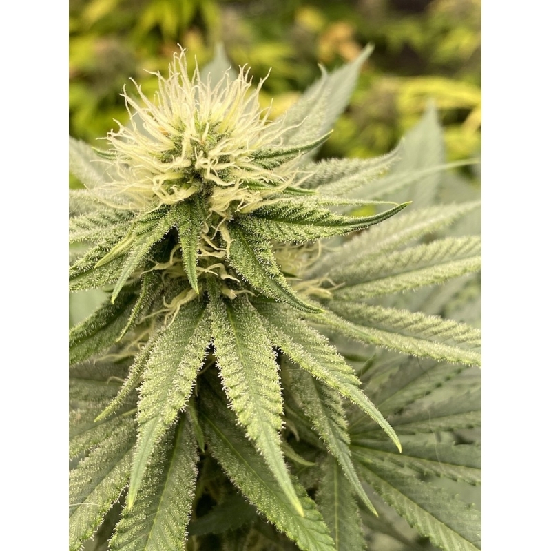 Super Sativa Seed Club - Karel's Cookies (reg.)