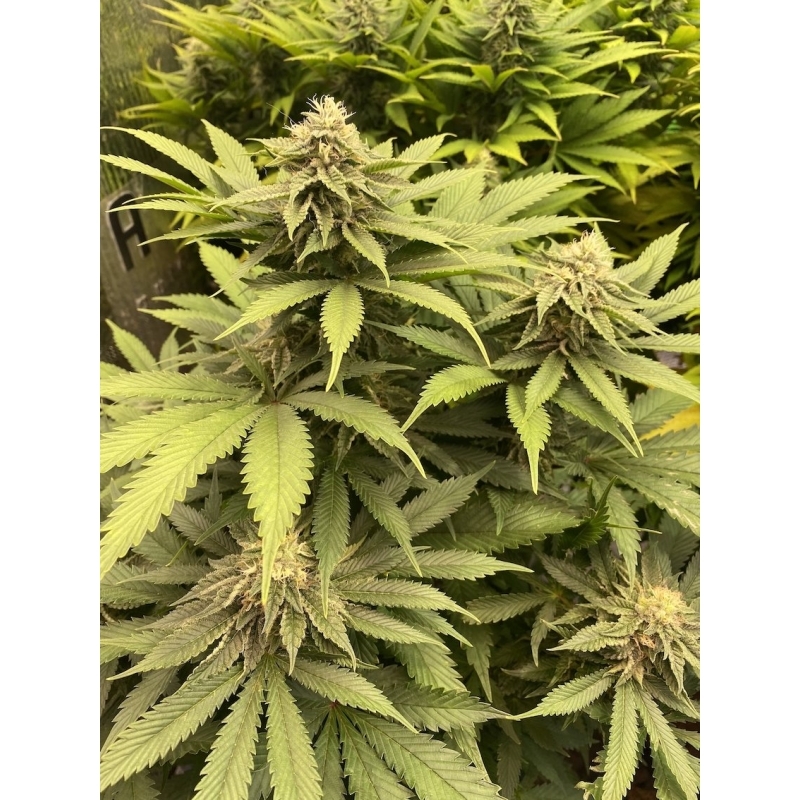 Super Sativa Seed Club - Karel's Cookies (reg.)