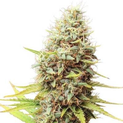 Super Sativa Seed Club - Sour Tangie Dawg (reg.) 09420