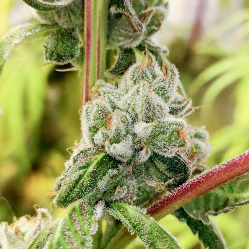 Super Sativa Seed Club - Sour Tangie Dawg (reg.)