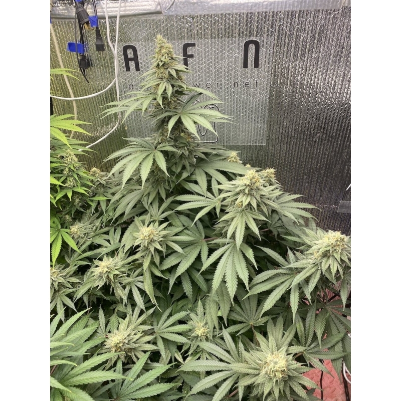 Super Sativa Seed Club - Karel's Cookies (reg.)