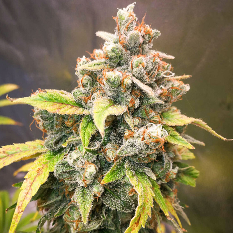 Super Sativa Seed Club - Sour Tangie Dawg (reg.)