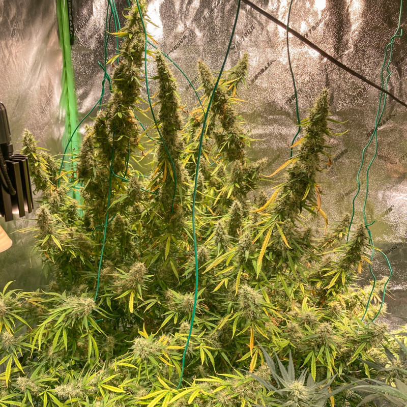 Super Sativa Seed Club - Auto Northern Dragon Fuel (auto/fem.)