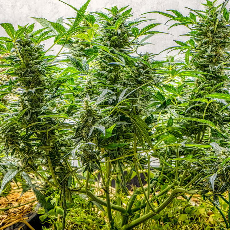 Super Sativa Seed Club - Auto AK Triple Haze (auto/fem.)