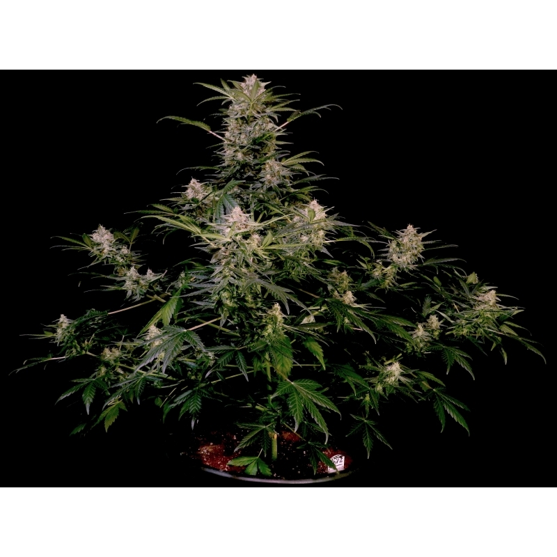 Super Sativa Seed Club - Auto AK Triple Haze (auto/fem.)