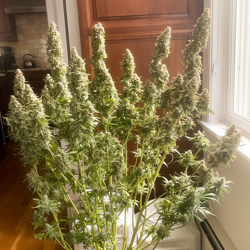 Super Sativa Seed Club - Auto Northern Dragon Fuel (auto/fem.)