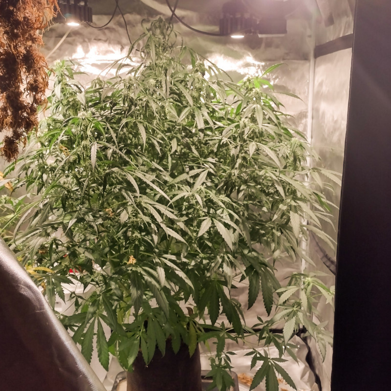 Super Sativa Seed Club - Auto Northern Dragon Fuel (auto/fem.)