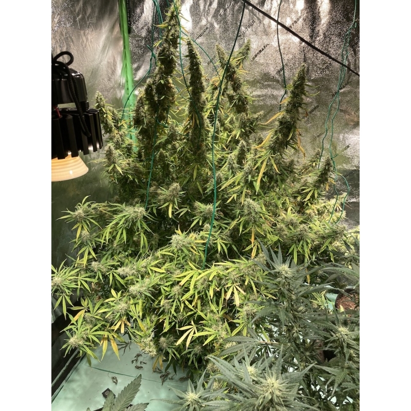 Super Sativa Seed Club - Auto Northern Dragon Fuel (auto/fem.)