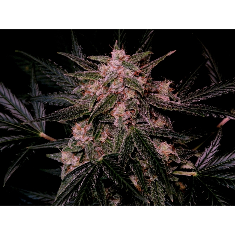 Super Sativa Seed Club - Auto AK Triple Haze (auto/fem.)