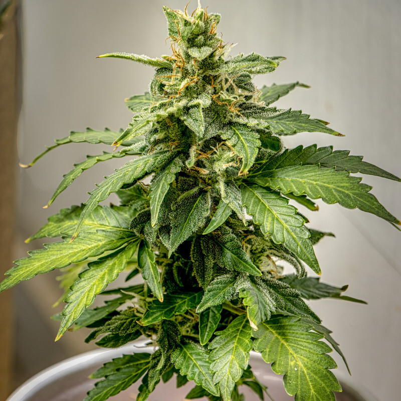 Super Sativa Seed Club - Auto AK Triple Haze (auto/fem.)