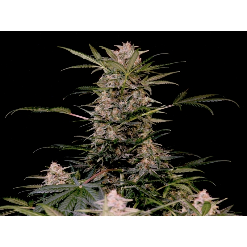 Super Sativa Seed Club - Auto AK Triple Haze (auto/fem.)