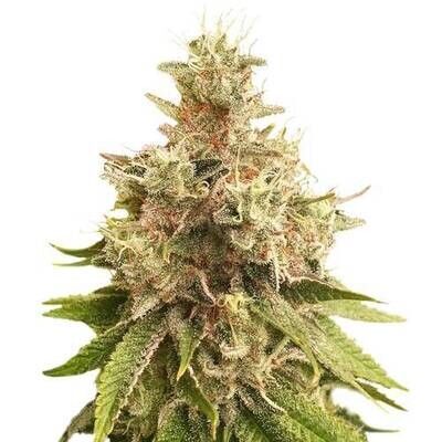 Super Sativa Seed Club - Golden Apple Haze (reg.) 09425