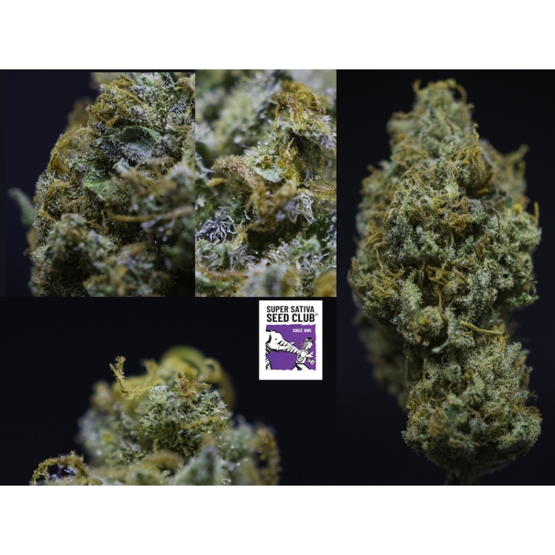 Super Sativa Seed Club - Golden Apple Haze (reg.)