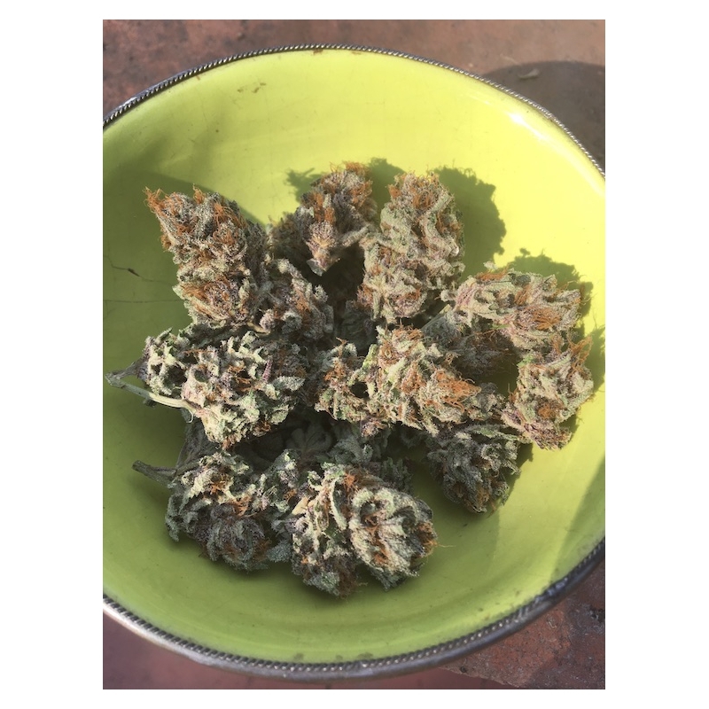 Super Sativa Seed Club - Golden Apple Haze (reg.)