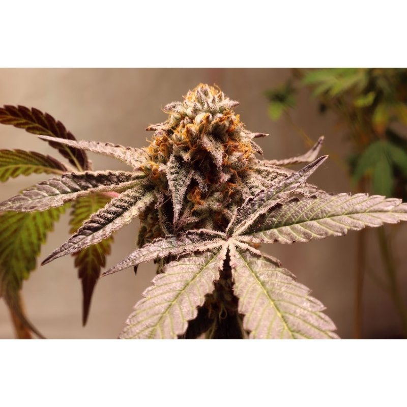Super Sativa Seed Club - Purple OG Punch (fem.)