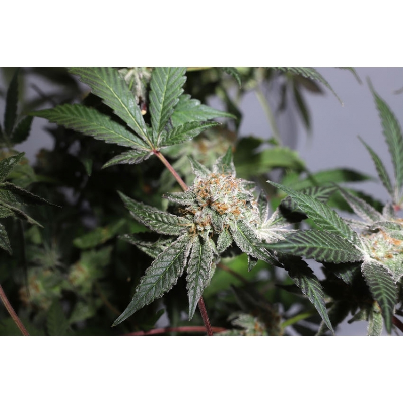 Super Sativa Seed Club - Purple OG Punch (fem.)
