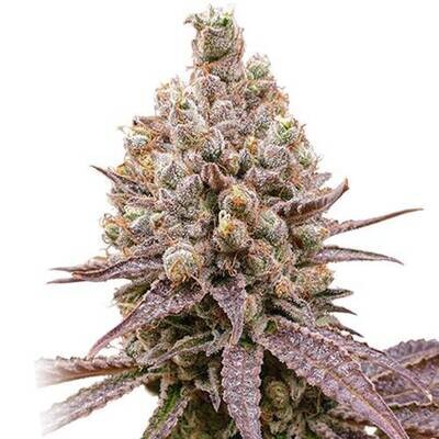 Super Sativa Seed Club - Purple OG Punch (fem.) 09426