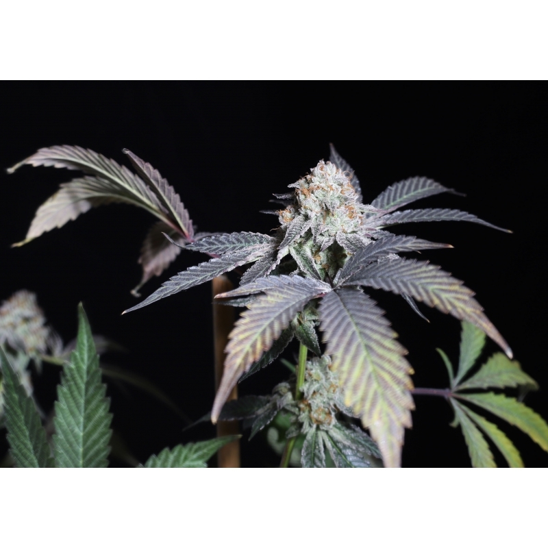Super Sativa Seed Club - Purple OG Punch (fem.)