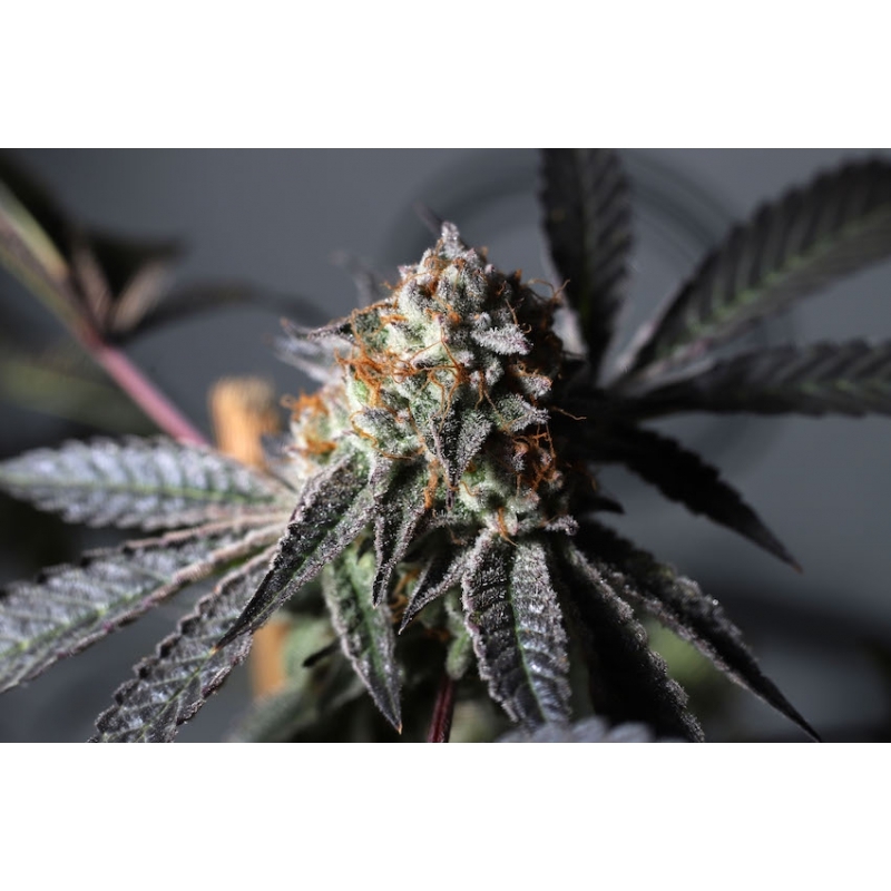Super Sativa Seed Club - Purple OG Punch (fem.)