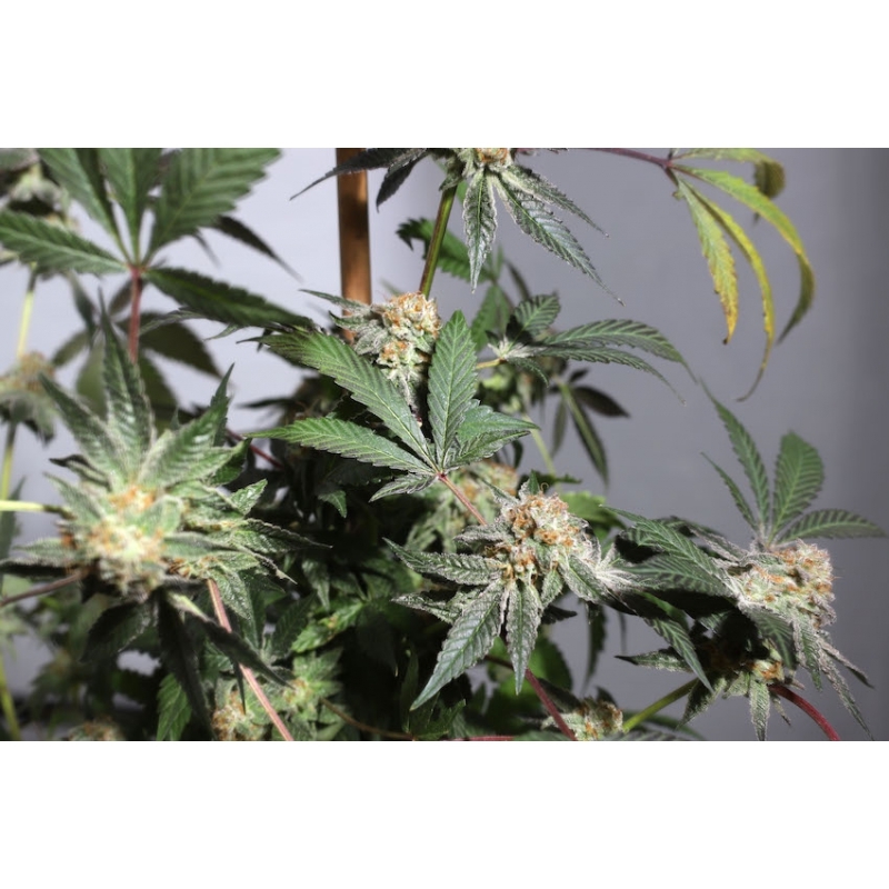Super Sativa Seed Club - Purple OG Punch (fem.)