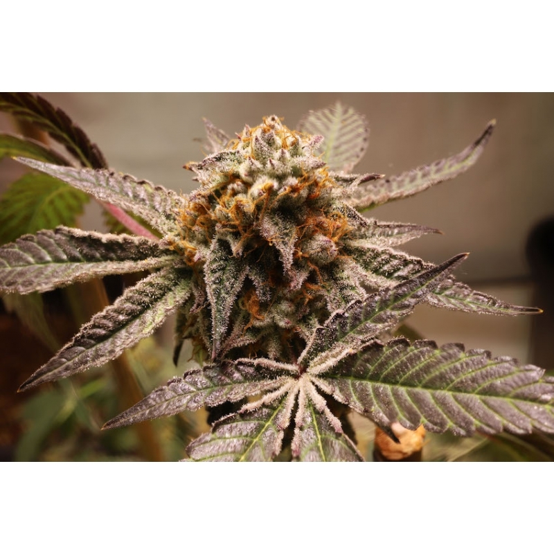 Super Sativa Seed Club - Purple OG Punch (fem.)
