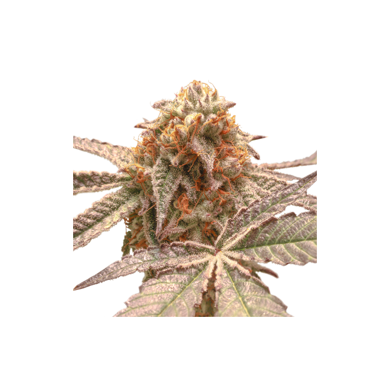 Super Sativa Seed Club - Purple OG Punch (fem.)