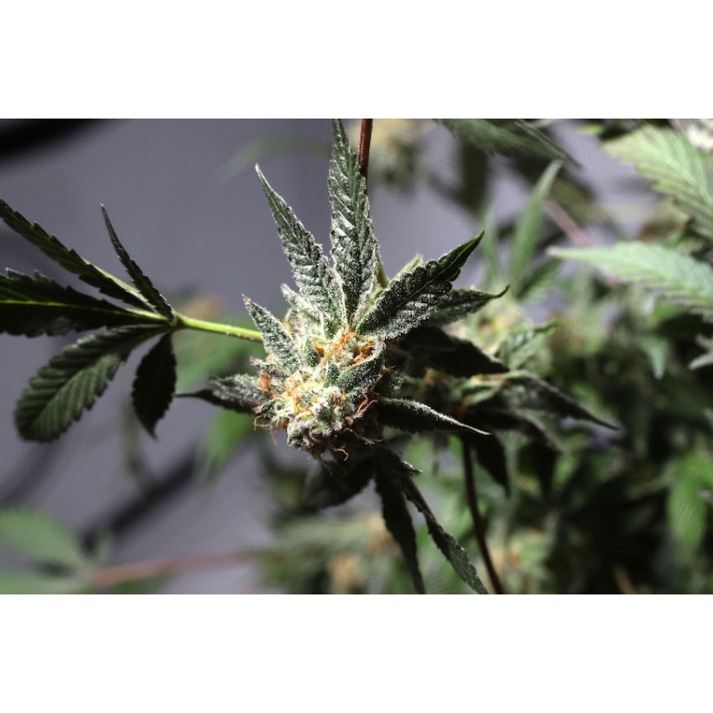 Super Sativa Seed Club - Purple OG Punch (fem.)