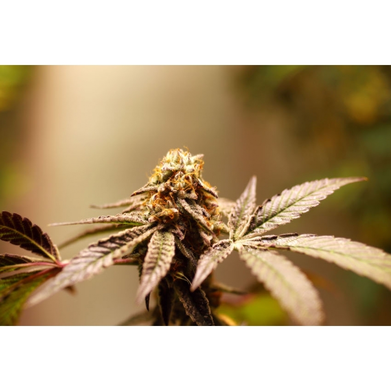 Super Sativa Seed Club - Purple OG Punch (fem.)