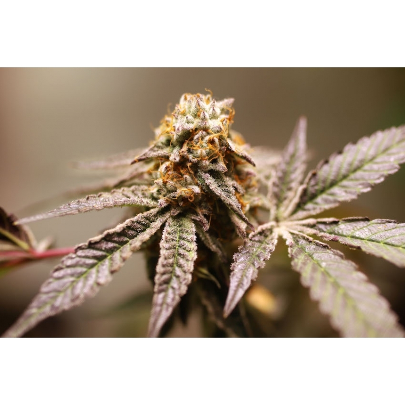 Super Sativa Seed Club - Purple OG Punch (fem.)