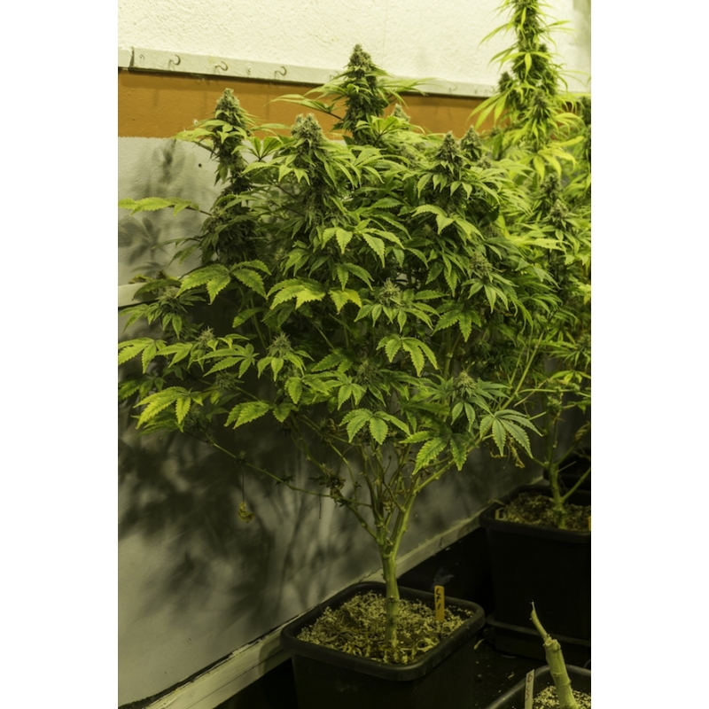 Super Sativa Seed Club - Karel's Dank (reg.)